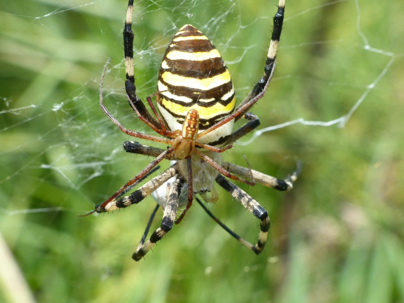 Maschio di Argiope bruennichi - Marina di Arbus (VS)